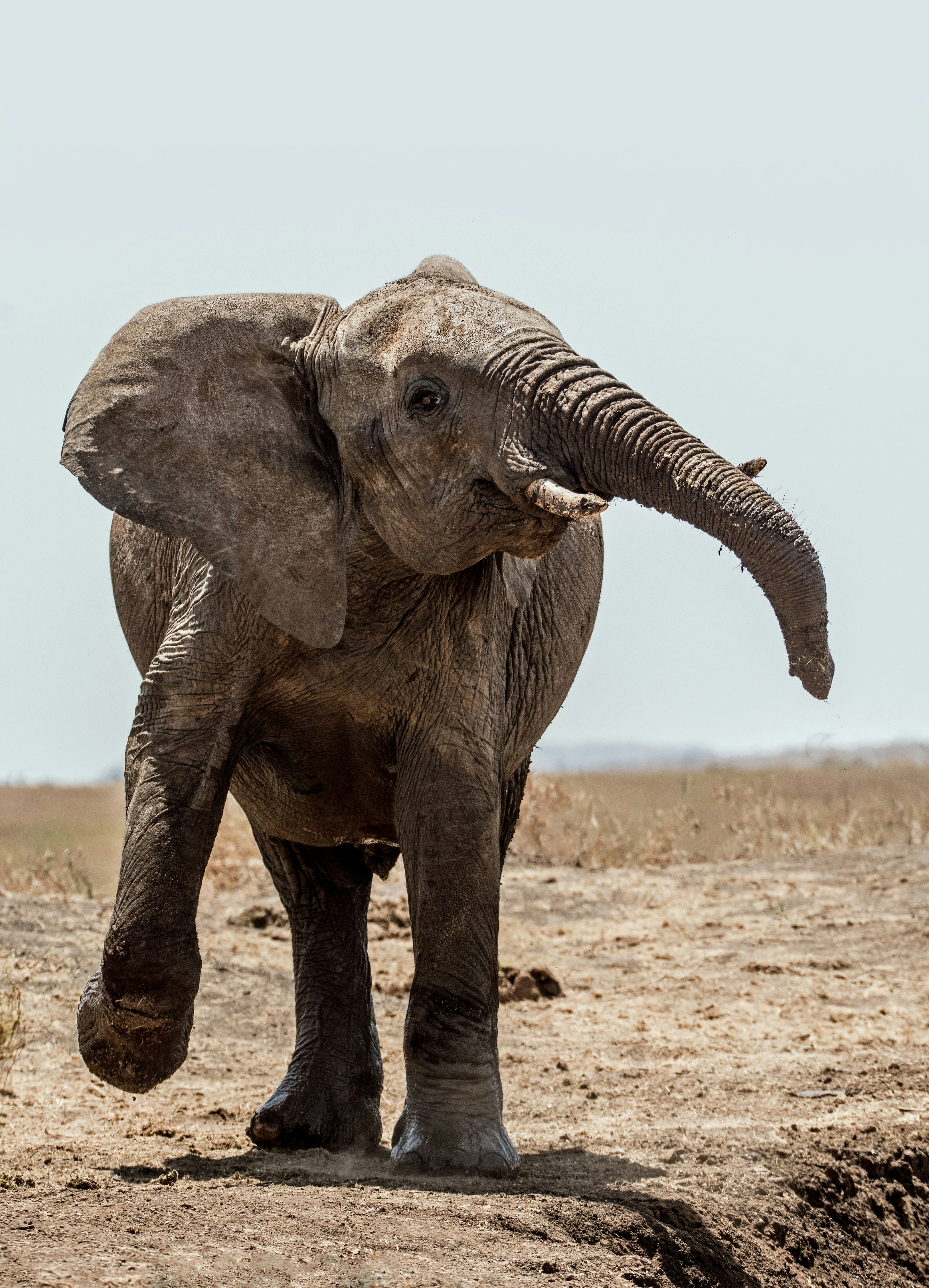 elephant walking on soil