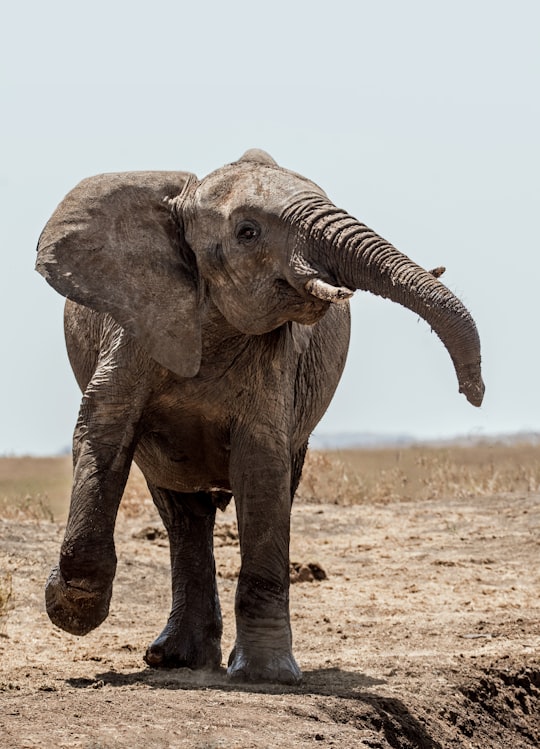 elephant walking on soil in Lewa Wildlife Conservancy Kenya