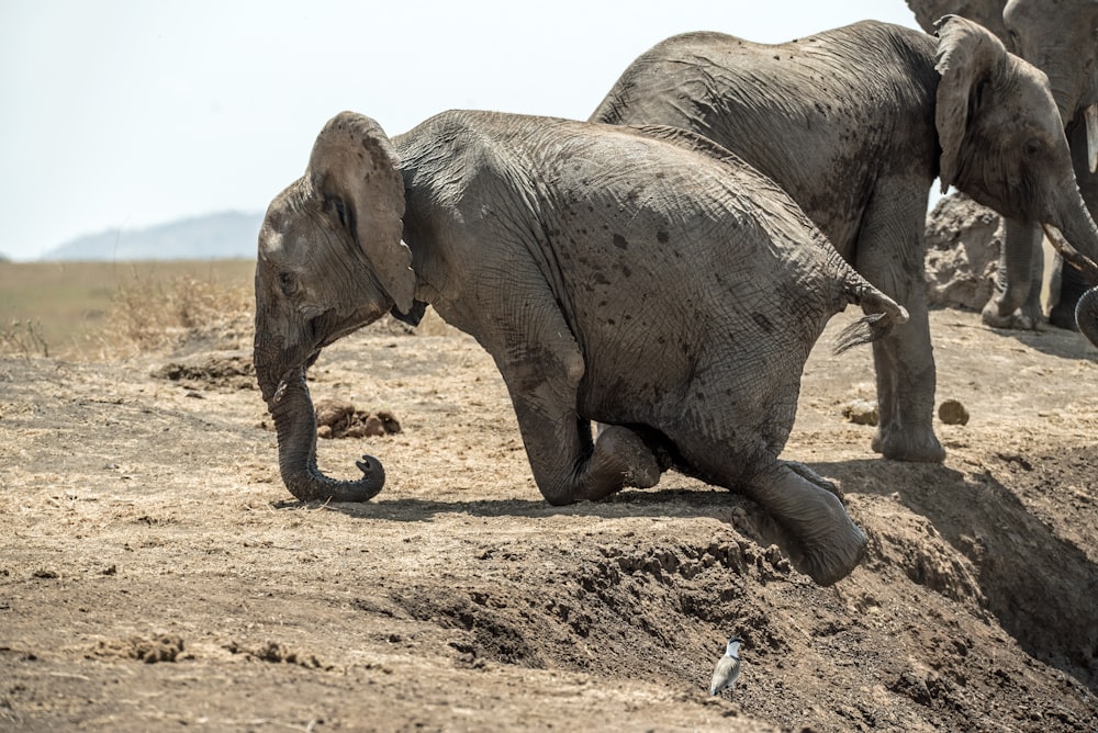 elephant climbing the mountain