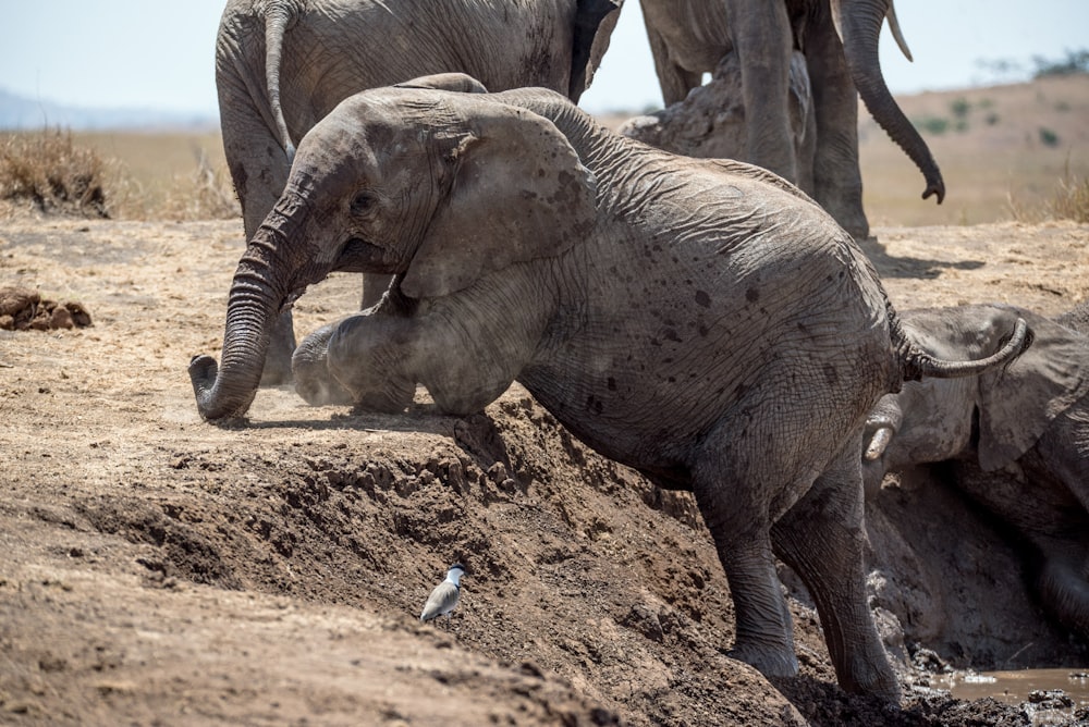 elefante trepando por el suelo