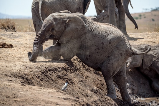 elephant climbing on ground in Lewa Wildlife Conservancy Kenya