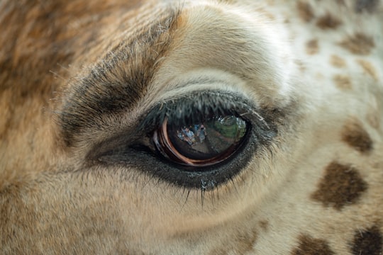 macro photography of giraffe eye in Giraffe Centre Kenya