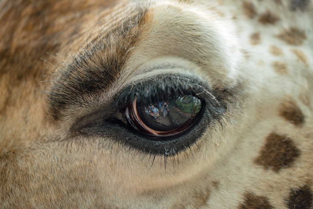 macro photography of giraffe eye
