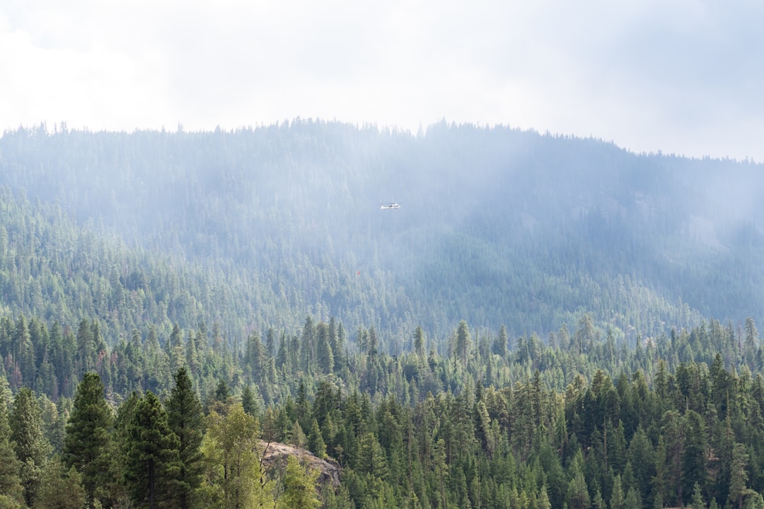 landscae of forest trees