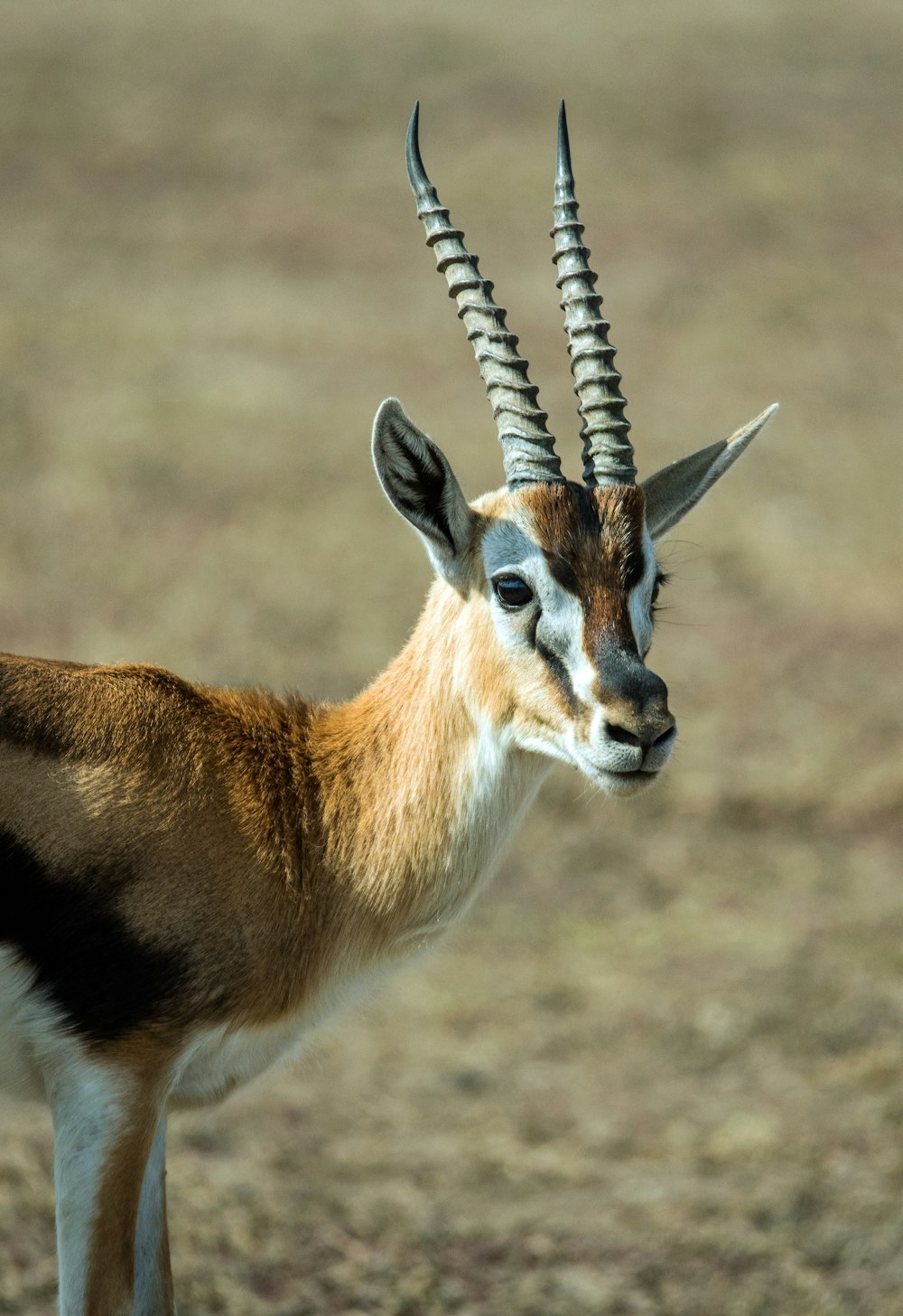 Fotografia a fuoco selettiva dell'antilope in piedi sul campo durante il giorno
