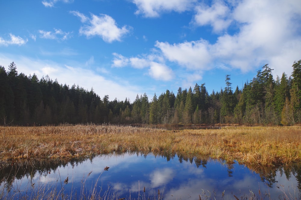 forest next to lake