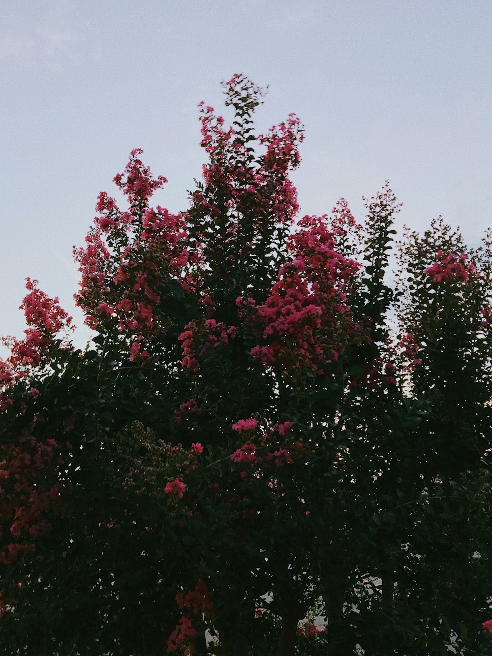 green leafed trees