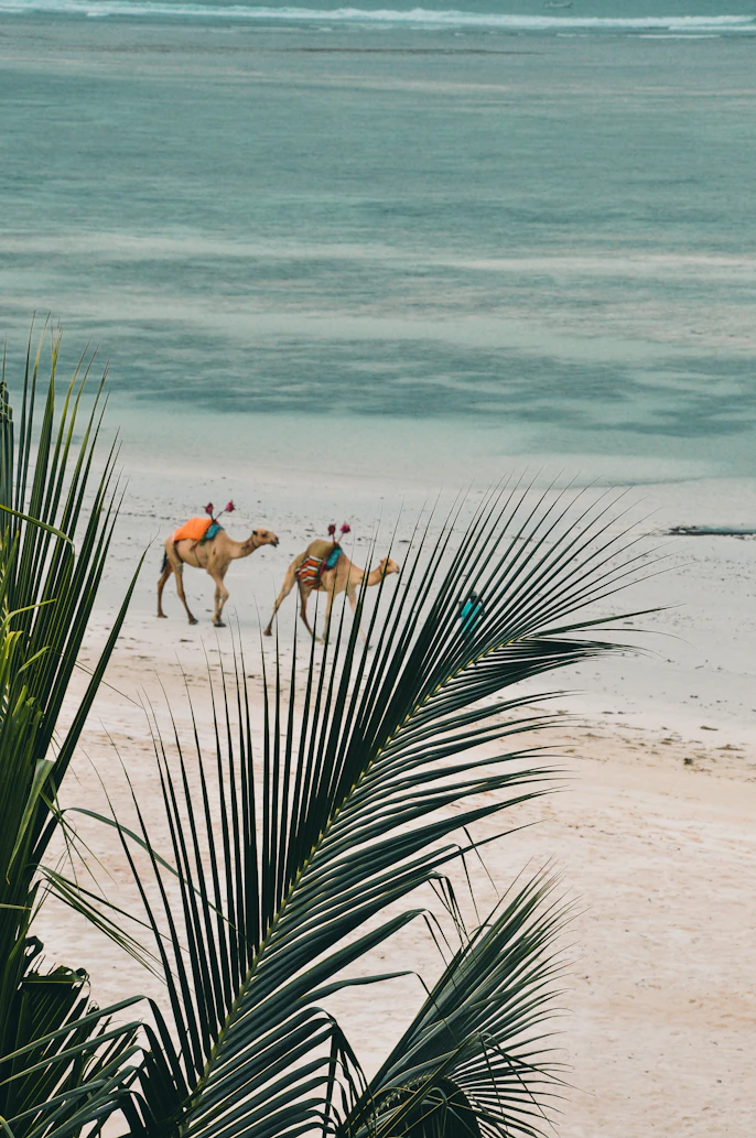 Camel ride along Nyali Beach at sunset