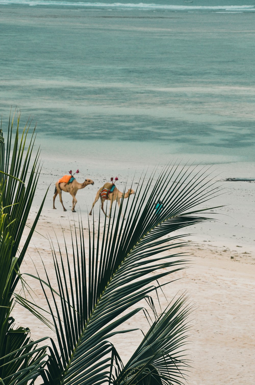 two brown camels walking on beach at daytime