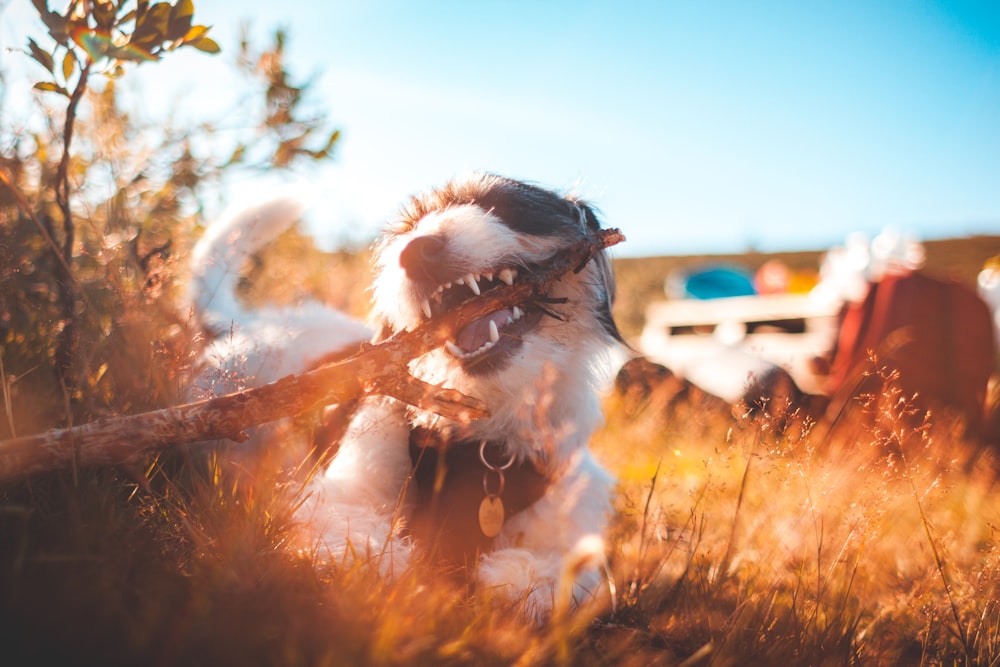 long-coated white and black dog biting wood while lying on grass during daytime