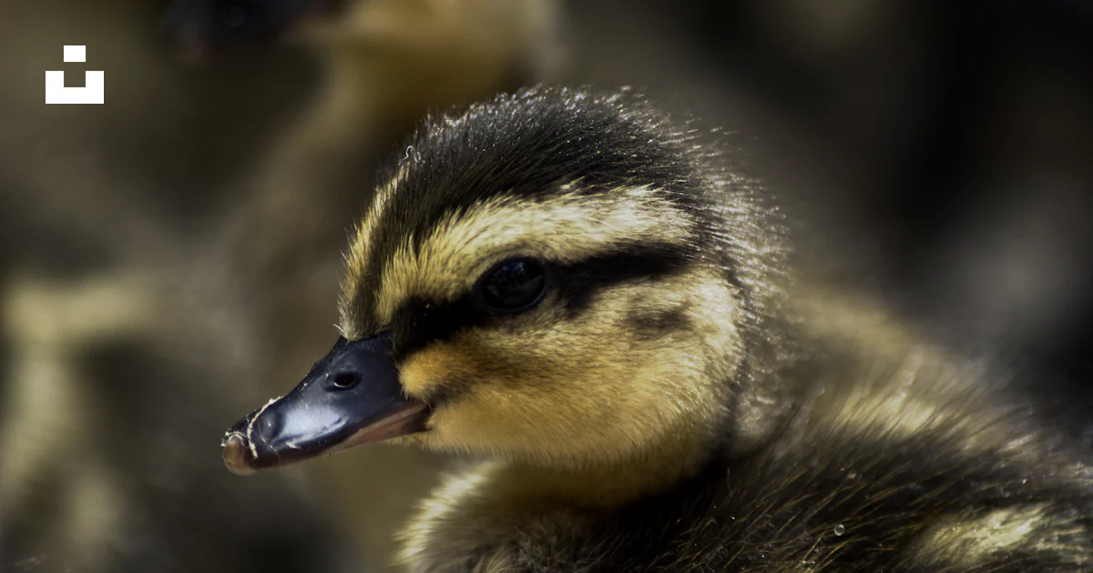Mise Au Point S lective Caneton Jaune Et Noir Photo Photo Canard mise-au-point-s-lective-caneton-jaune-et-noir-photo-photo-canard