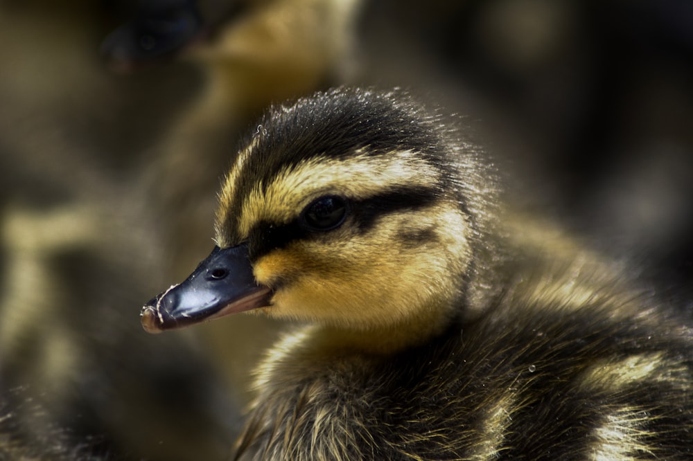 selective focus yellow and black duckling