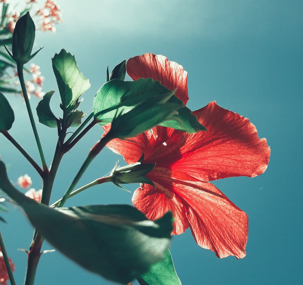 red hibiscus flower