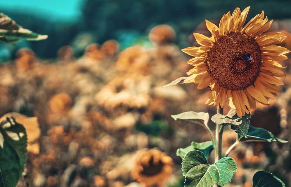 shallow focus photography of sunflower