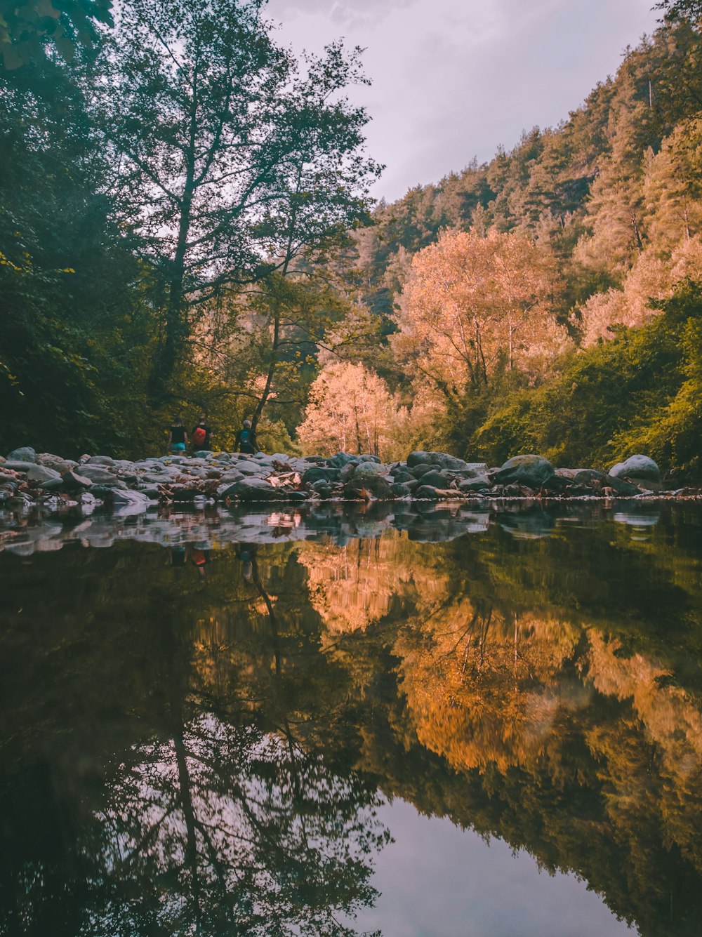 lago cercado por árvores