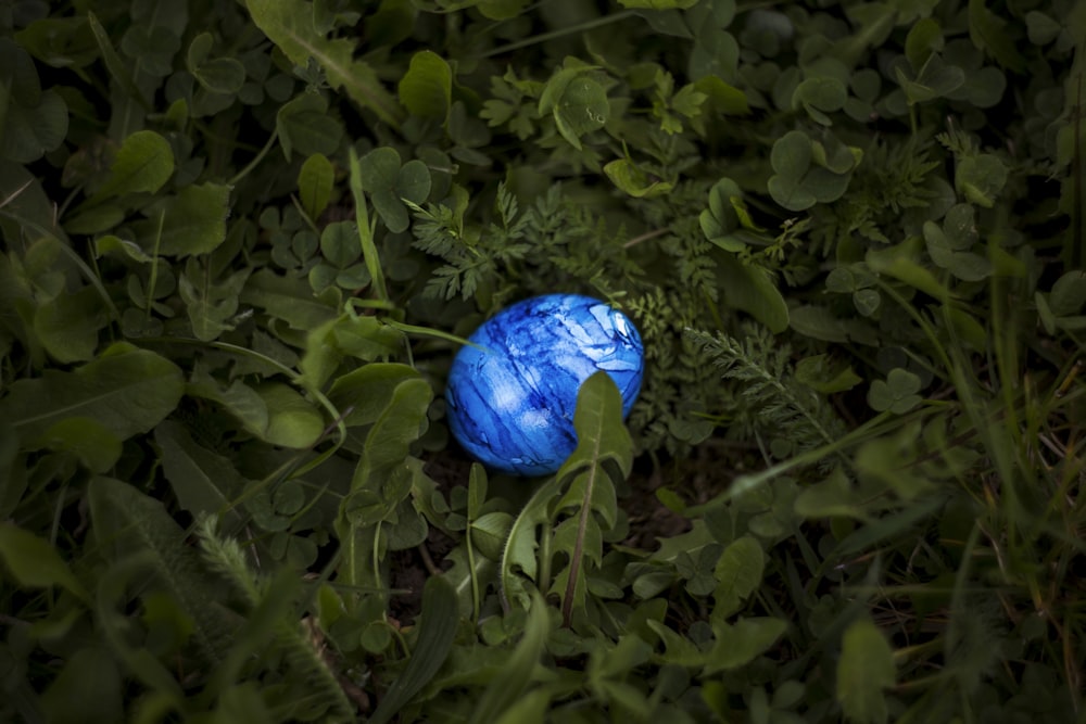 緑の葉に囲まれた楕円形の青い小石