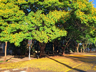 A whimsical no parking sign surrounded by blooming spring flowers in soft yellows and pinks.