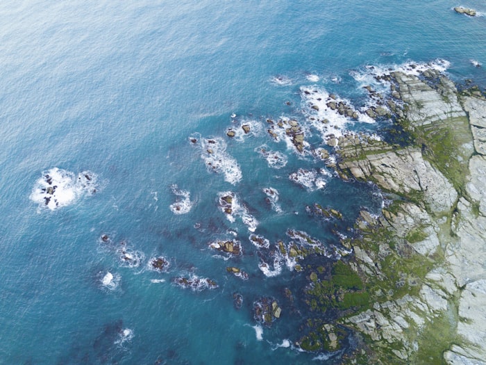 Wings Over Whales: Kaikōura Flight