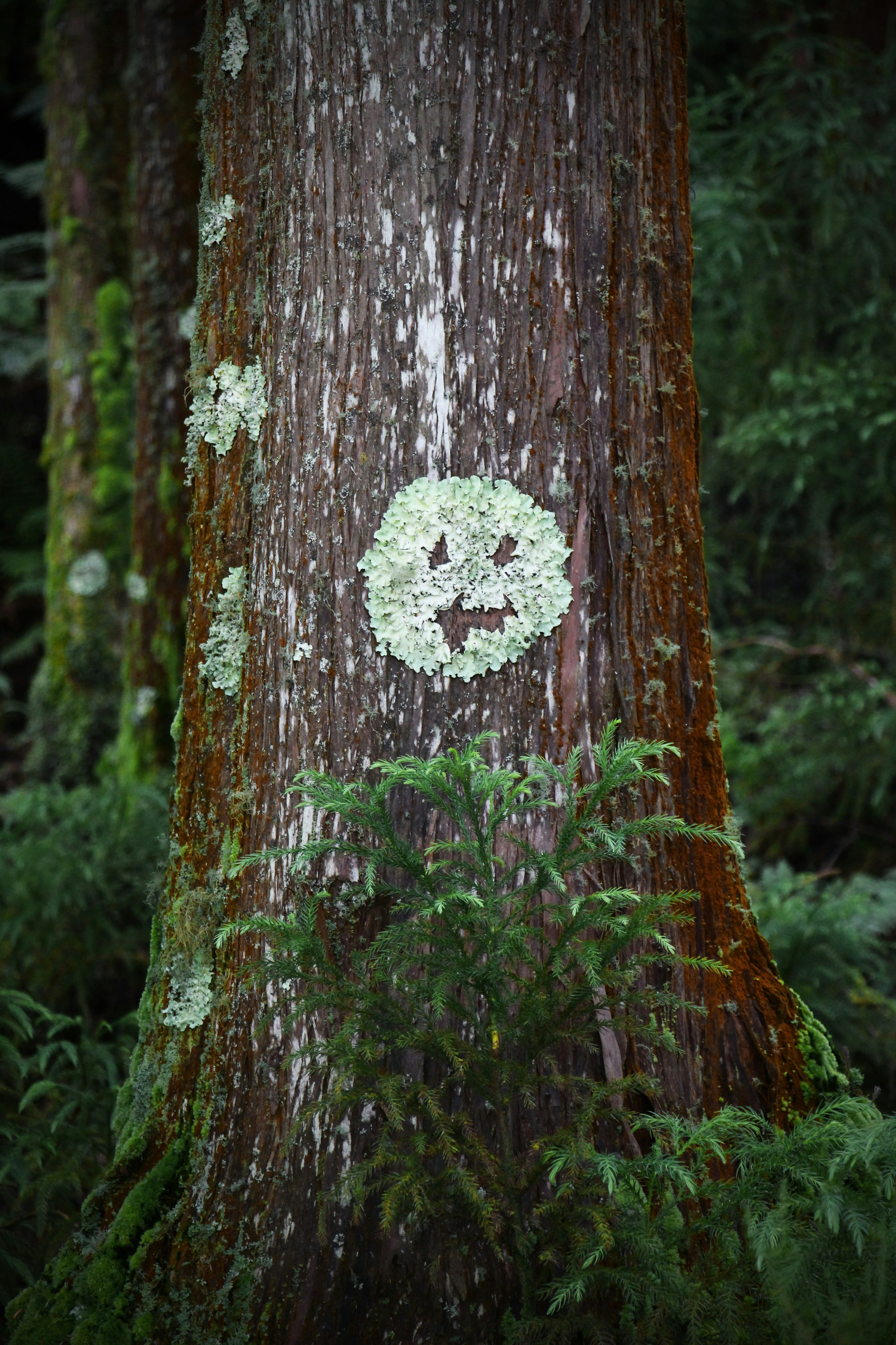 green leaves on brown tree