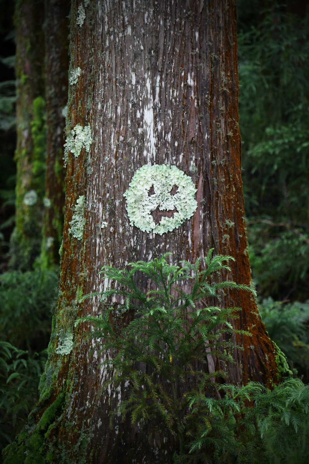 green leaves on brown tree