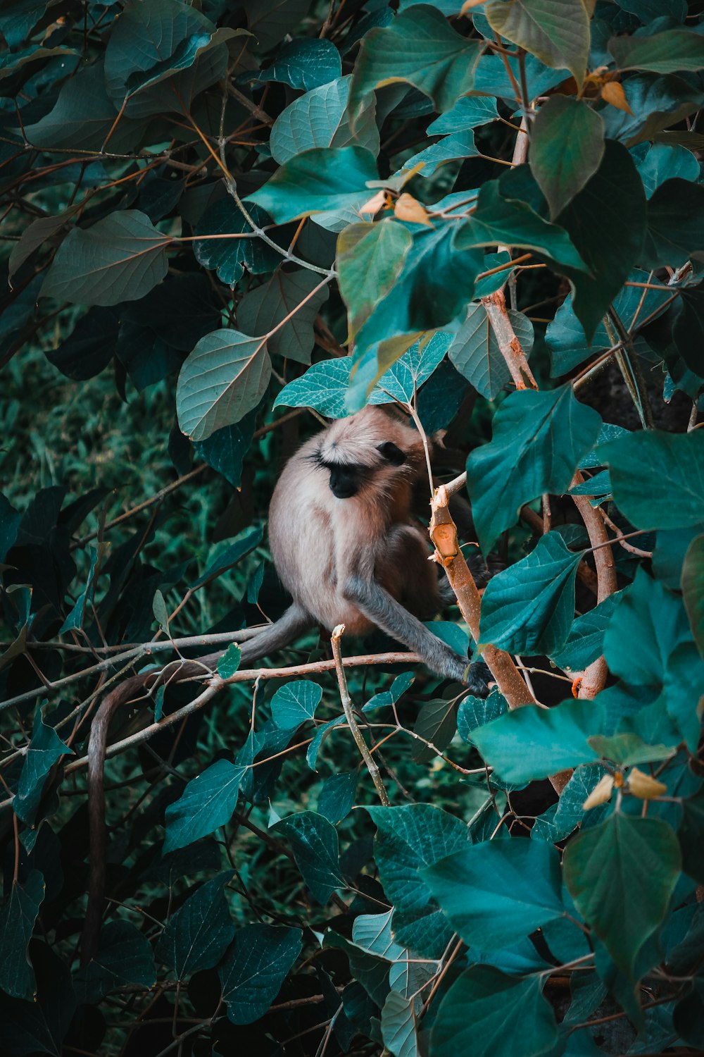 brown and black monkey hanging on plant