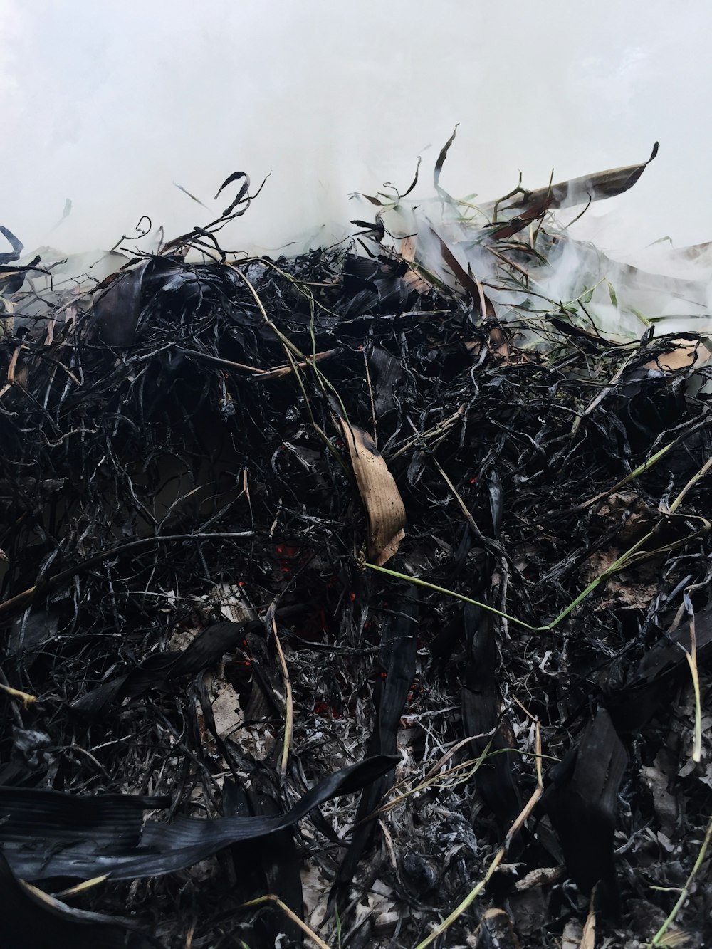 closeup photo of wilted and burned grass