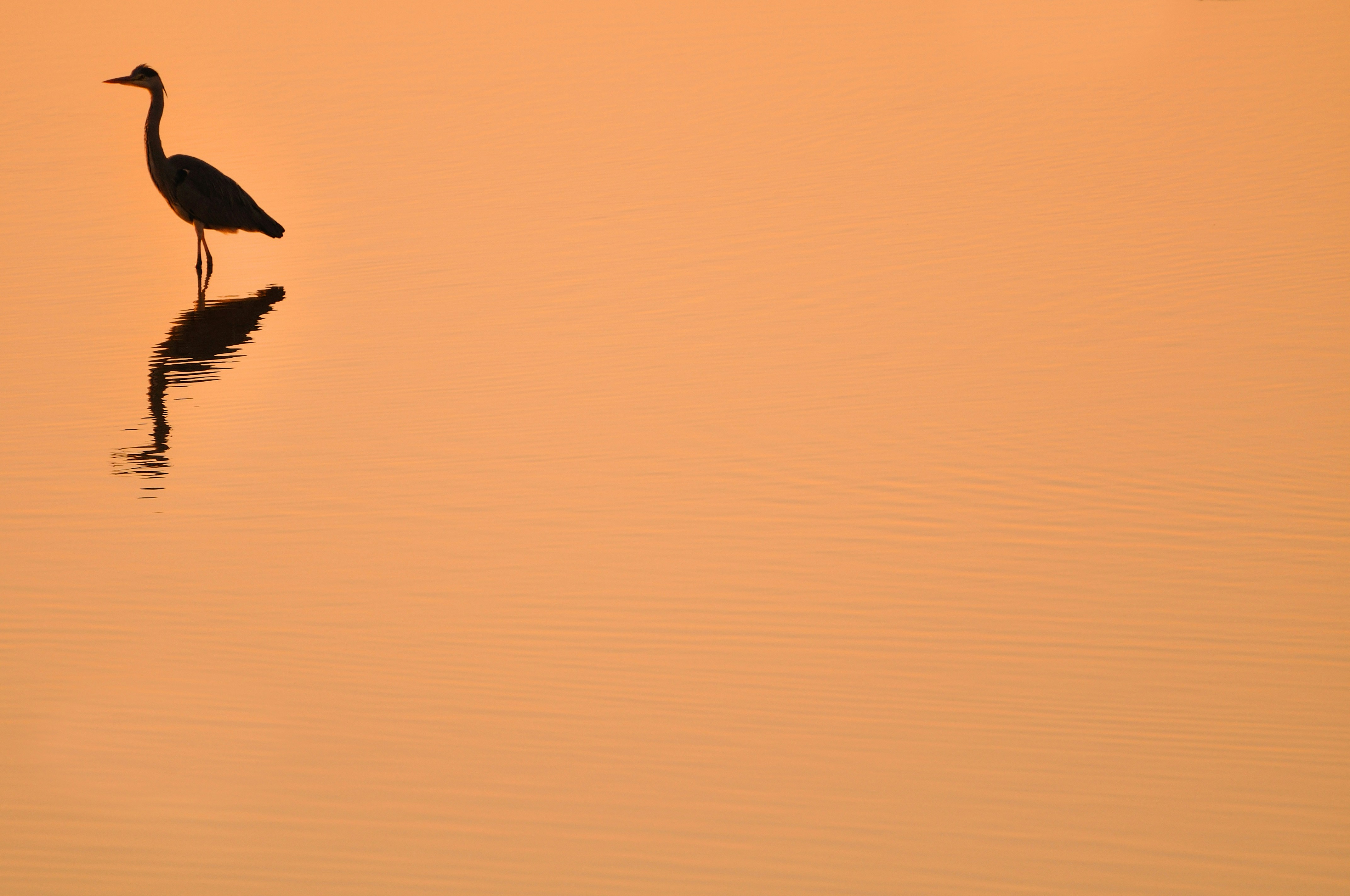 silhouette of heron with orange background