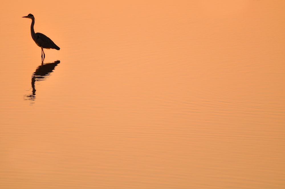 silhouette of heron with orange background