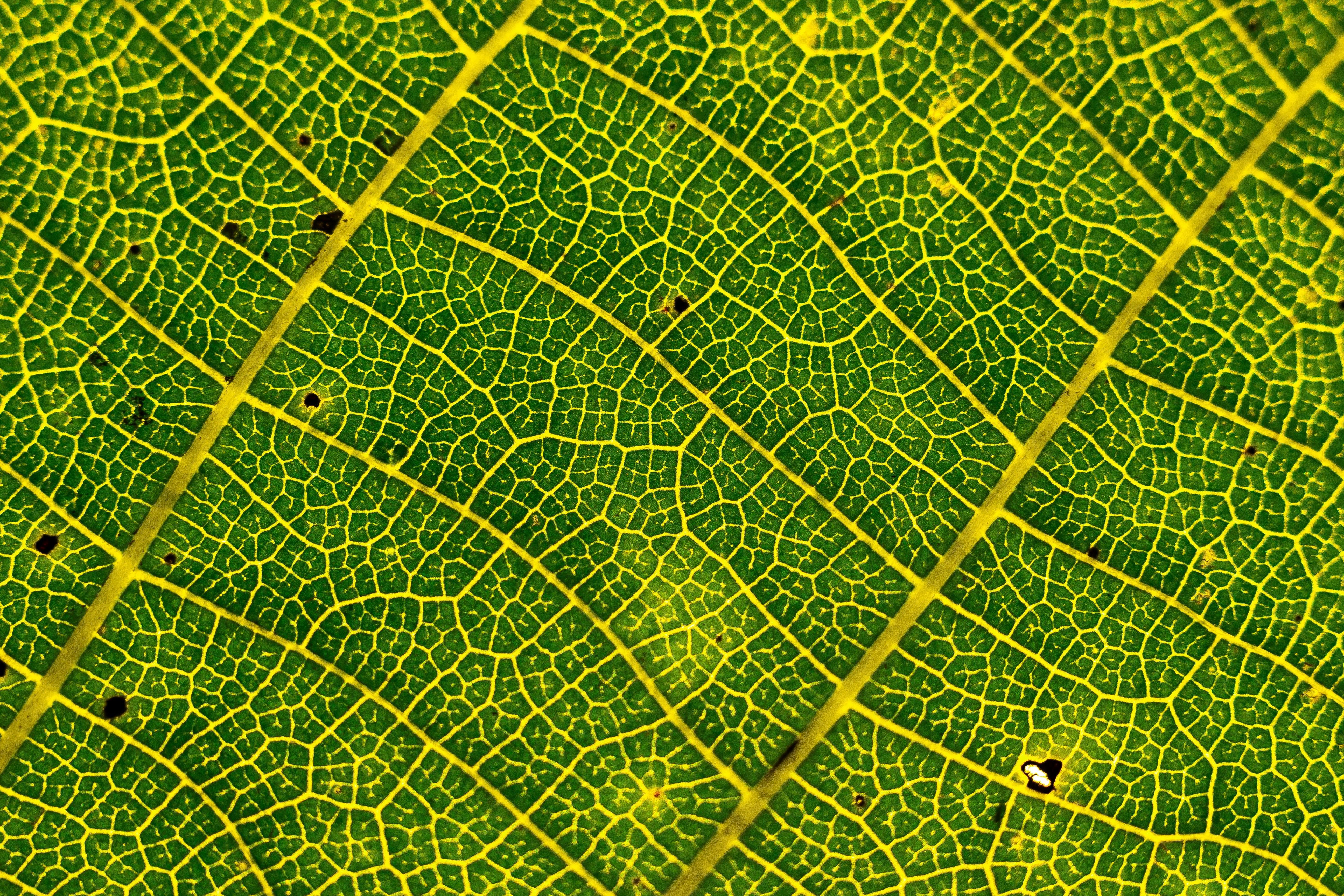 macro photography of green leaf