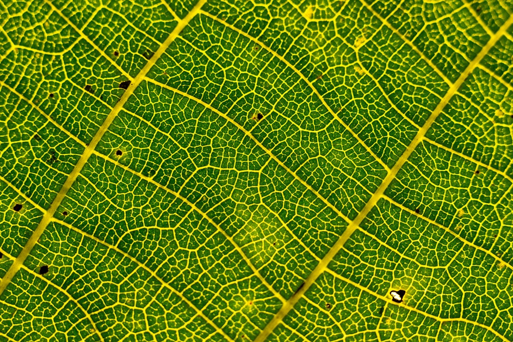 macrophotographie de feuille verte