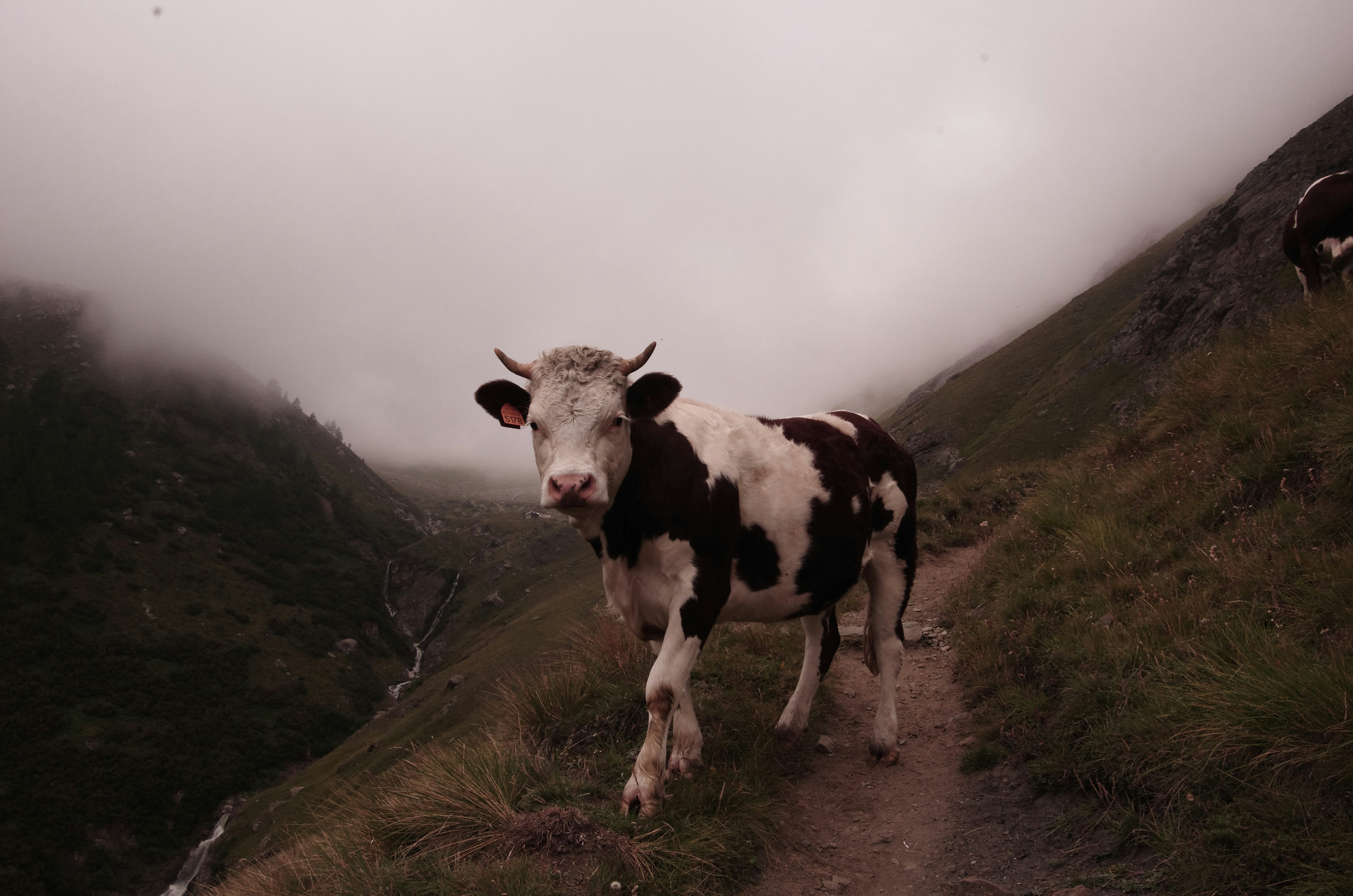 white and black cattle on empty field under cloudy sky, When the narrow path is blocked by a herd of cows, you walk through them, always remembering that objects through camera lense may be closer than they appear!