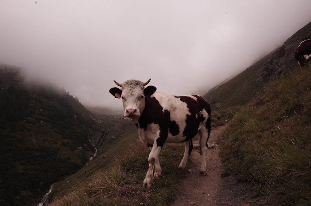 white and black cattle on empty field under cloudy sky