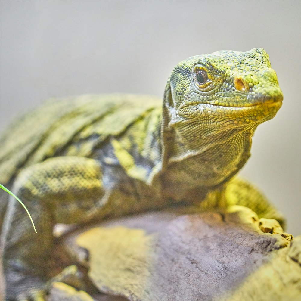 selective focus photography of yellow Komodo dragon on tree branch at daytime