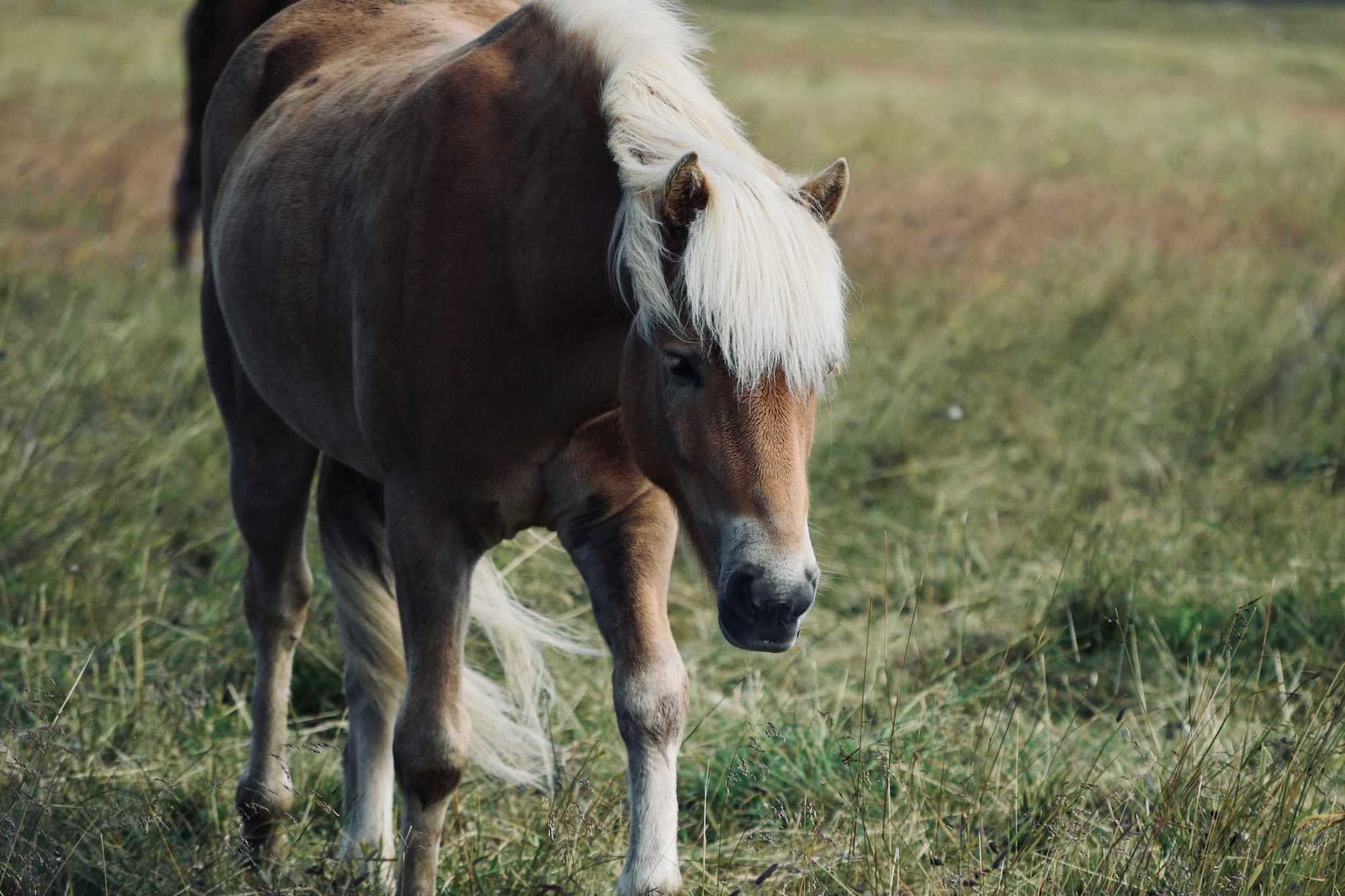 Horses, Iceland