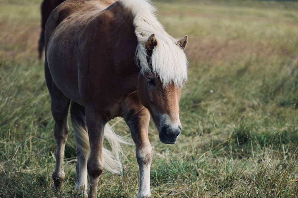 brown and white horse standing on green grass field during daytime