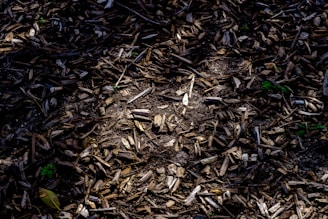 A scattered arrangement of various pieces of wood mulch covers the ground. Some small green plants are peeking through the mulch in places. Sunlight casts dappled shadows across the scene, adding contrast.