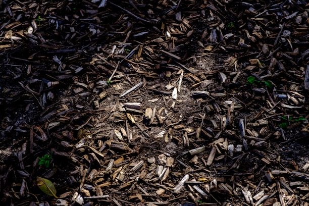 A scattered arrangement of various pieces of wood mulch covers the ground. Some small green plants are peeking through the mulch in places. Sunlight casts dappled shadows across the scene, adding contrast.