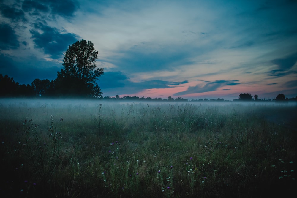 Fotografía de paisaje de campo verde