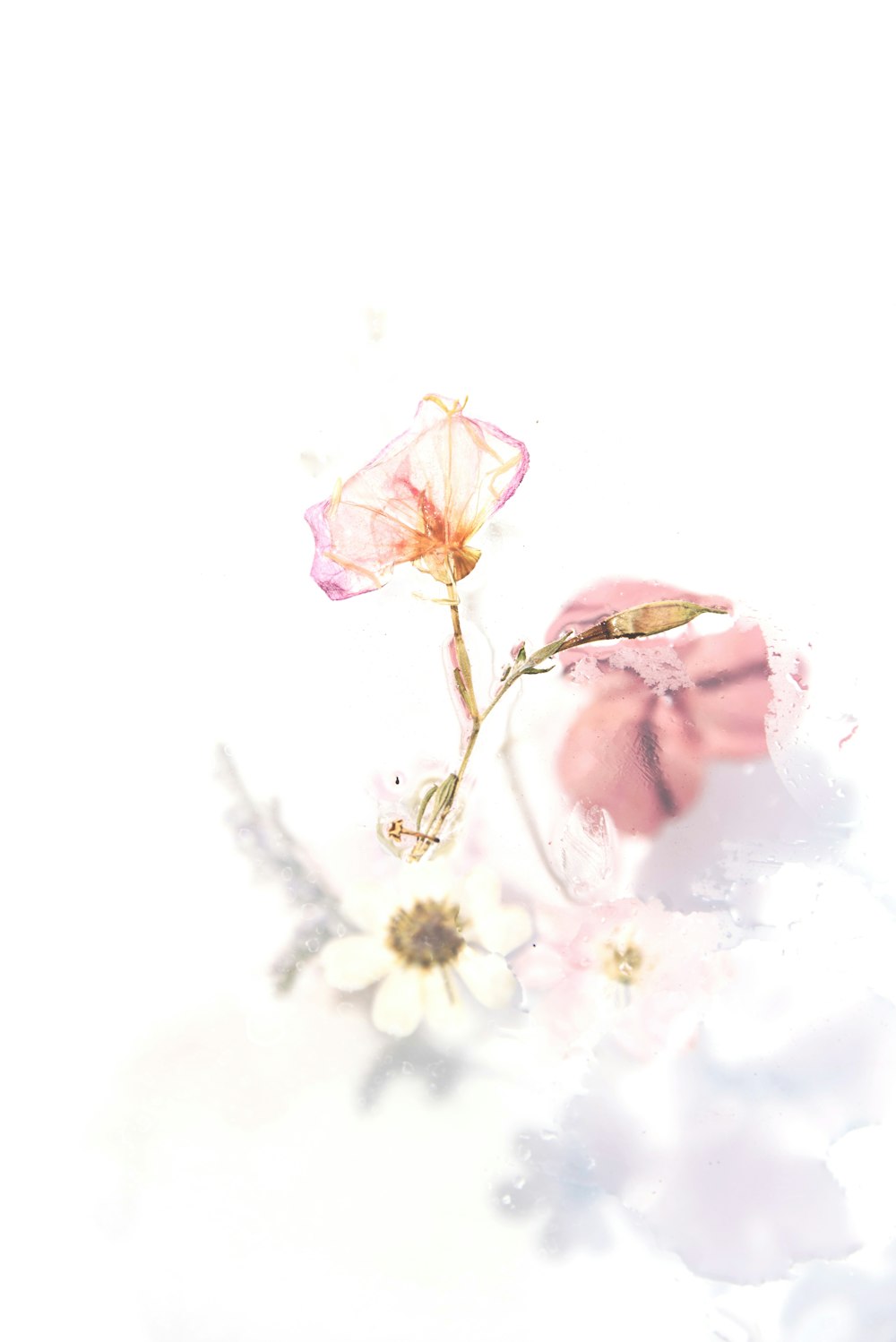 Rosa Blumen Malerei