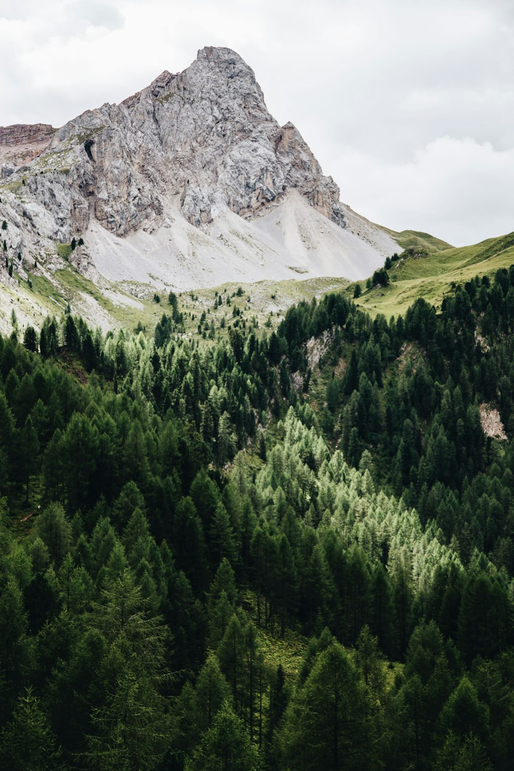 alberi verdi vicino alla montagna