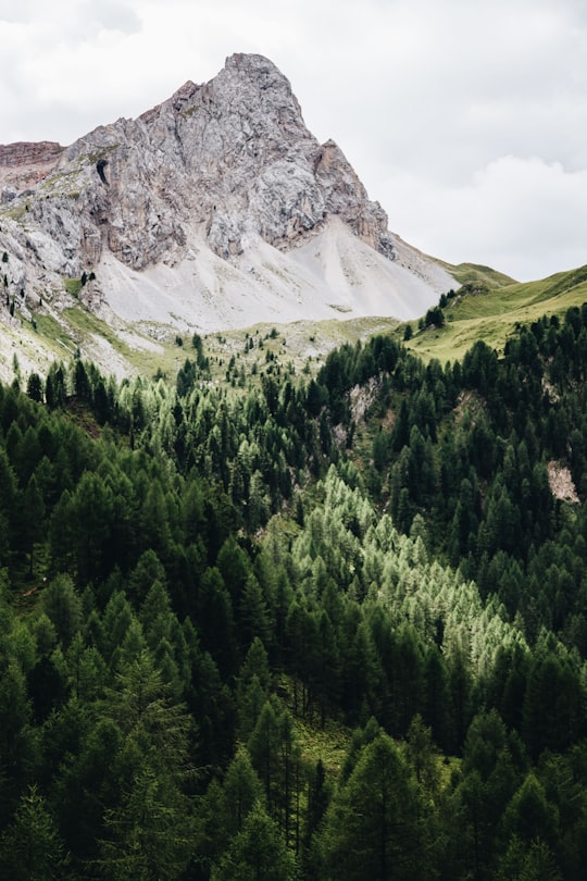 green trees near mountain in Moena Italy