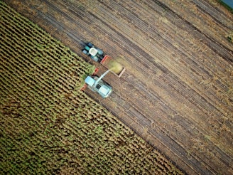 two trucks on plant field