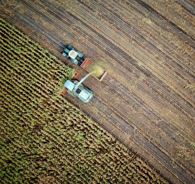 two trucks on plant field