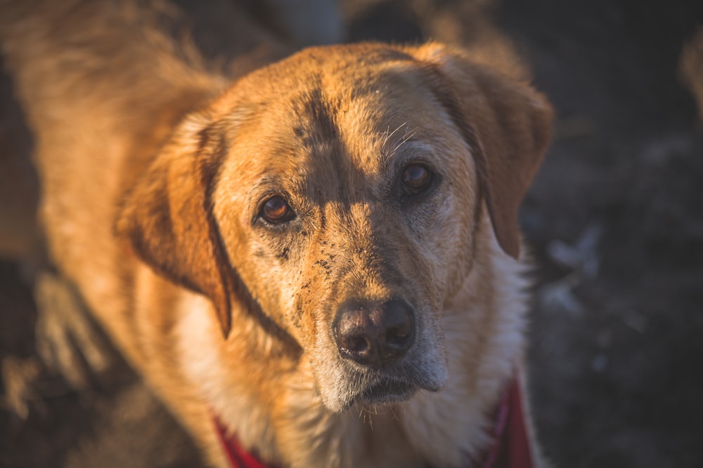 focus photography of brown dog