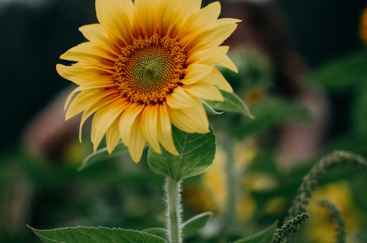 selective focus photography of yellow petaled flower