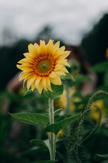 selective focus photography of yellow petaled flower