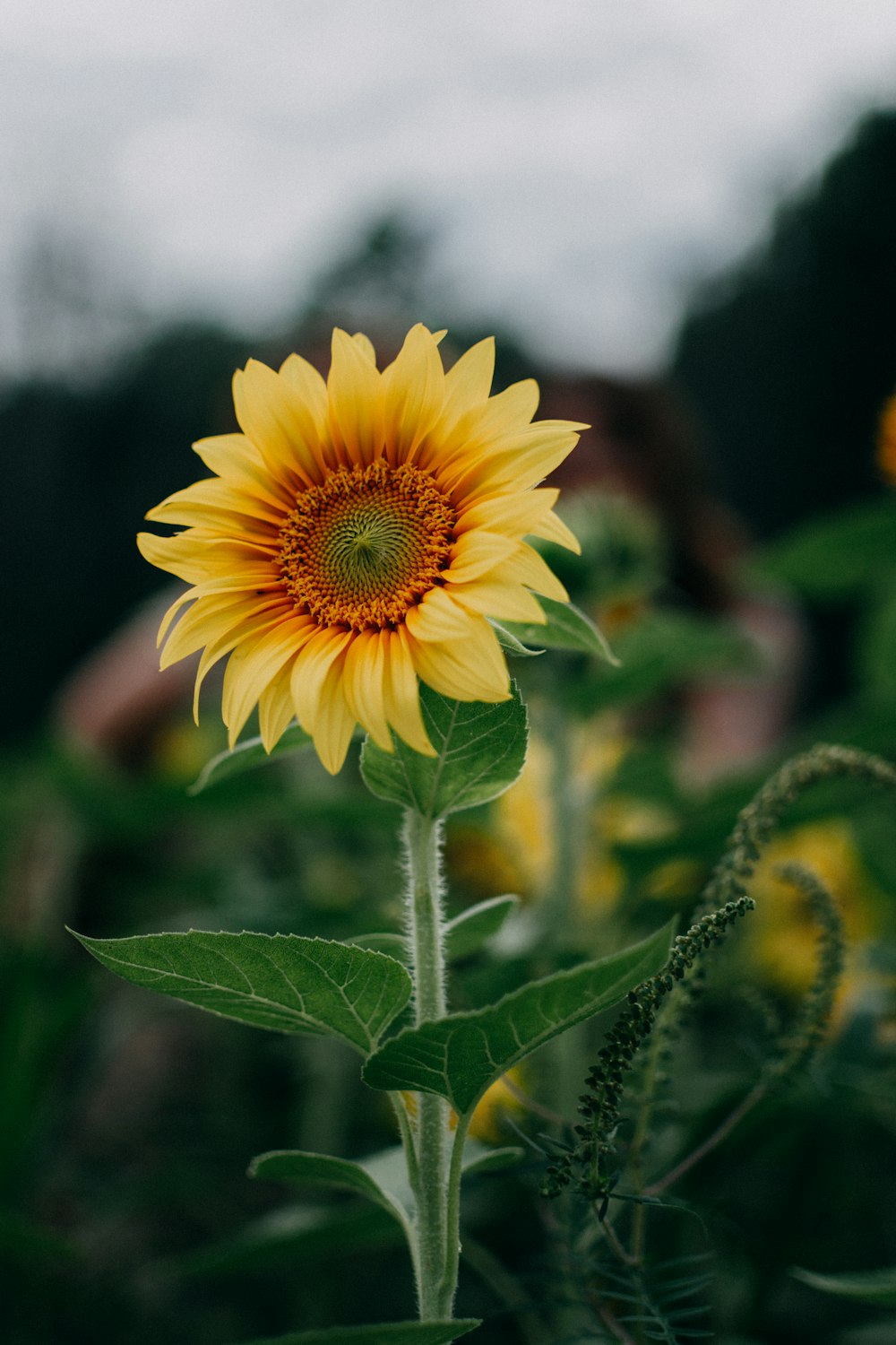 Selektive Fokusfotografie einer gelbblättrigen Blume