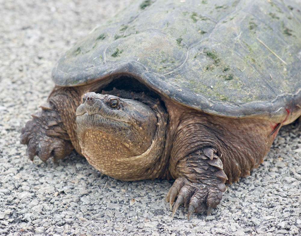 tortoise on concrete pavement