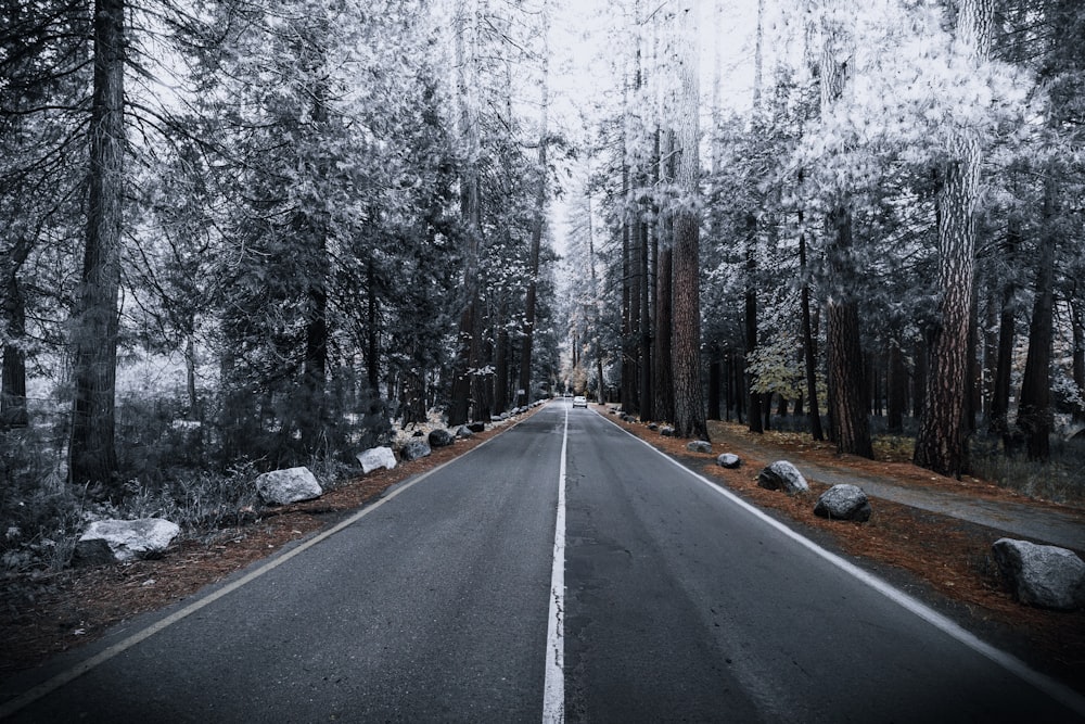 concrete road between forest