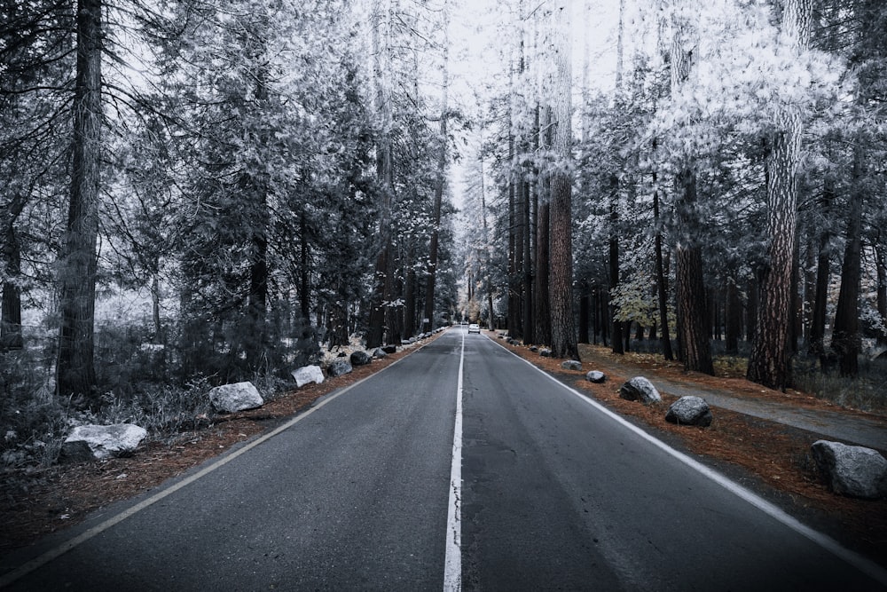 森と森の間のコンクリート道路